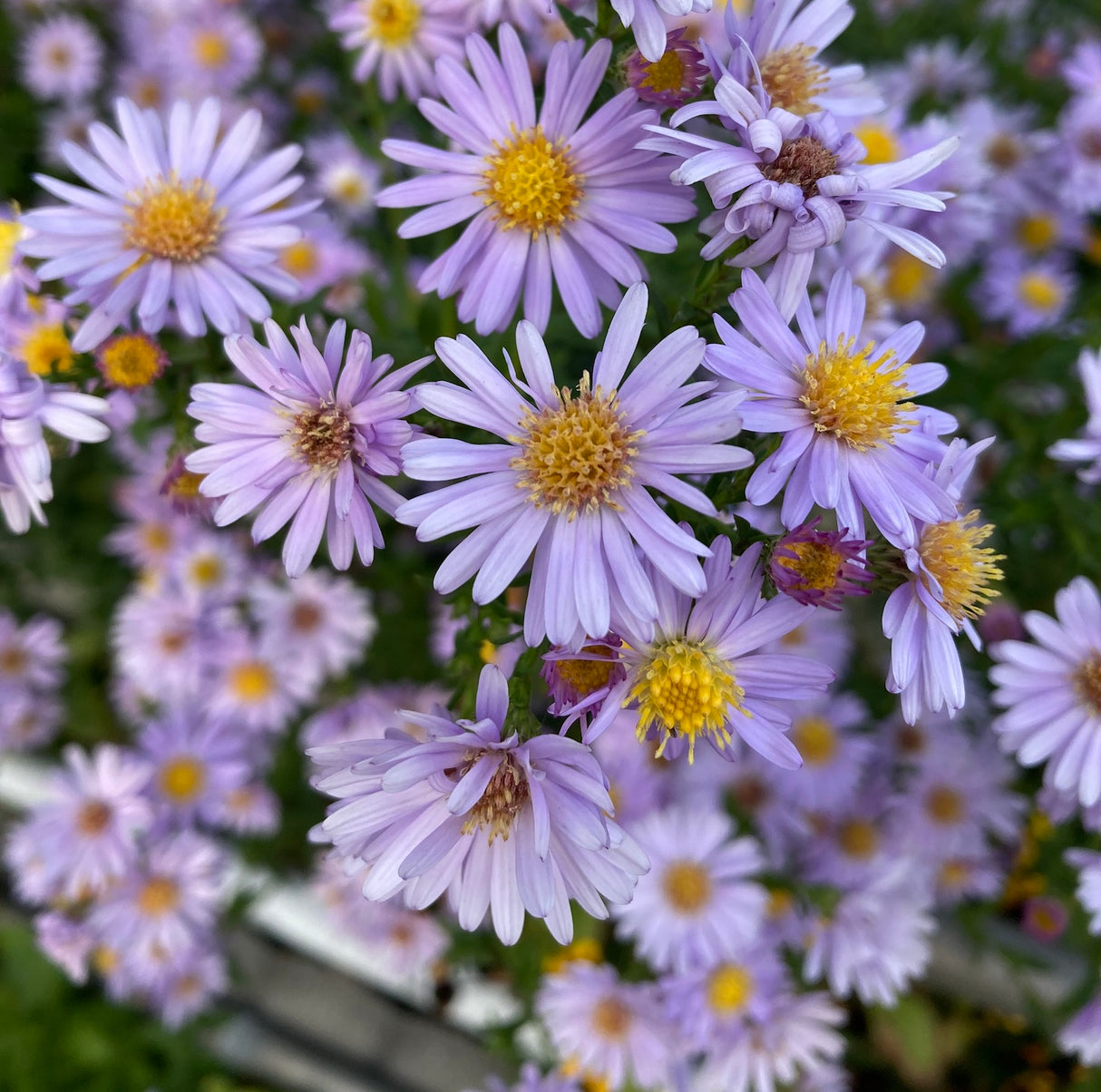 Amethyst Aster Coin Necklace