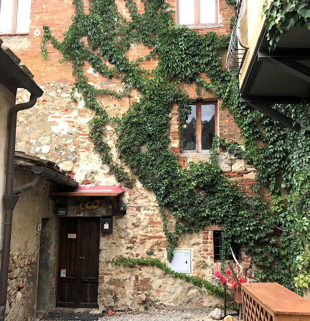 Leaves climbing up a wall in Italy by Kathryn Rebecca