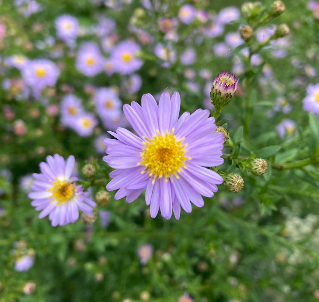 Amethyst Aster Coin Necklace
