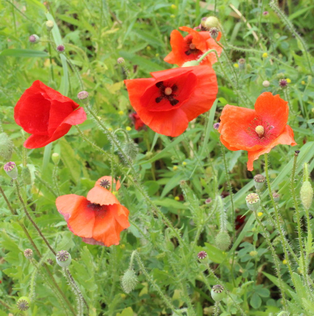Poppy studs with pearl